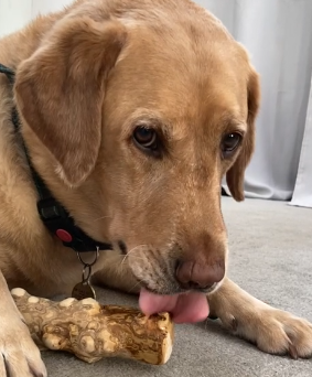 Dog with a chew toy on a carpeted floor