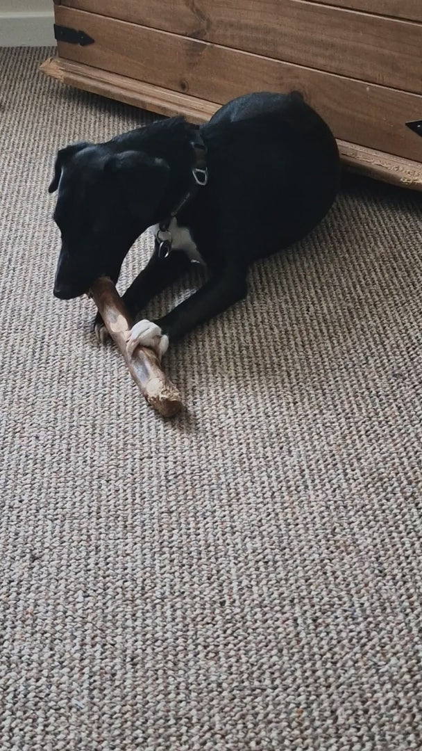 Small black dog chewing on Woodbone Olive Wood Dog Chew Stick (Size S) – 100% natural, splinter-free dental toy for small breeds. Customer-submitted video review.