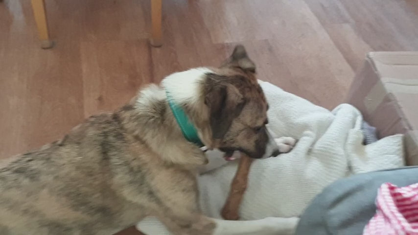 Load video: Dog chewing Woodbone Coffee Wood Chew — safe, natural dental toy for medium and large breeds. Submitted via Amazon customer review.